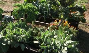 Grădină de legume direct în balcon, o idee inedită în lipsa unei grădini