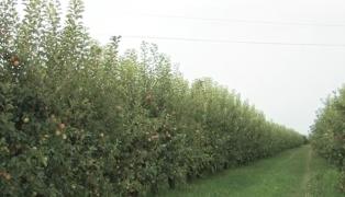 Merele ecologice din România, folosite doar pentru sucuri