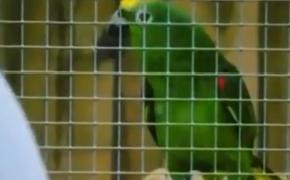 Piesa lui Beyonce, cântată de un papagal (Video)