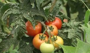 Doi tineri au lăsat aglomeraţia Bucureştiului pentru o afacere de succes cu roșii, la țară