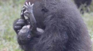 Un pui de gorilă, noua atracție de la o grădină zoologică din SUA