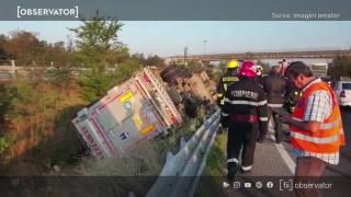 200 de porci sunt blocați într-un TIR răsturnat pe A1. Nu se știe câți mai sunt în viață (video)