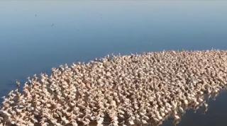 Lacul Brateş din judeţul Galaţi, paradisul pelicanilor