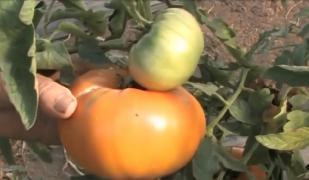 Castravetele amar, ardeiul negru sau vânăta japoneză, legume unice cultivate de un inginer din Bihor