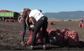 Pandemia de coronavirus a adus o scădere a vânzării de cartofi