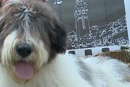 Sute de câini au defilat la Dracula Dog Show, o expoziție fără spectatori