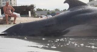 Delfin uriaș, ucis de plasele pescarilor, la Mamaia. „Fata mea a plâns în hohote când l-a văzut”