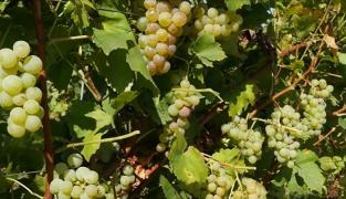 Toamna extremelor în podgorii. În vest, viticultorii se bucură de struguri, în est seceta a distrus totul