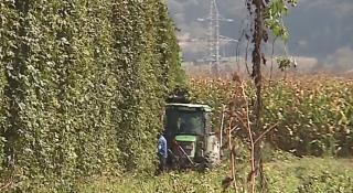 Berea românească se face mai mult cu hamei din import