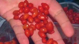 Cuplul din Brașov care a renunțat la cariera juridică pentru a cultiva goji