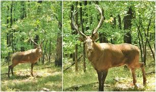 Exemplar maiestuos de cerb carpatin, filmat de un tânăr, într-o pădure din Alba: "Când l-am văzut era mirific, splendid, nu-mi venea să cred că e adevărat" | Video