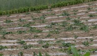 Seceta verii se prelungeşte şi în toamnă. Pâinea şi carnea s-ar putea scumpi