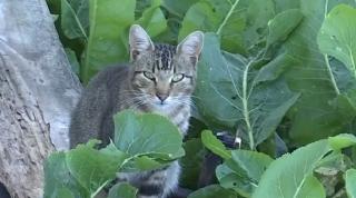 Femeie din Suceava, amendată pentru că și-a abanonat motanul