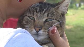 Amendă maximă pentru femeia care și-a abandonat motanul pe un câmp, în Suceava