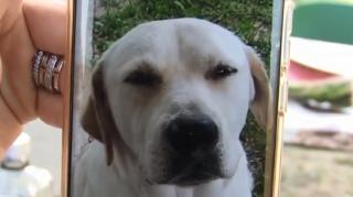 Cățel fără microcip, greu de revendicat de stăpân