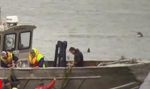 180 de balene, blocate pe un banc de nisip între Australia şi Tasmania