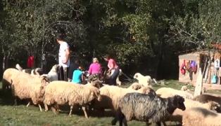 Răznitul oilor, prilej de sărbătoare pe Dealurile Prigorului