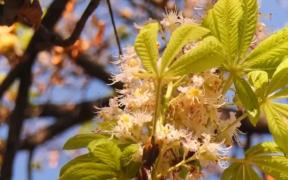 Florile târzii, un posibil semn care prevestește o iarnă geroasă