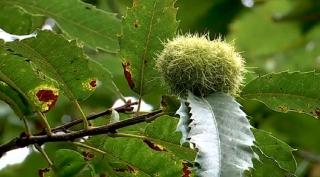 Castanii comestibili, decimați de cancer
