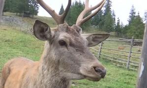 Casa cerbilor, noul concept de vacanță dezvoltat de un cuplu din Suceava