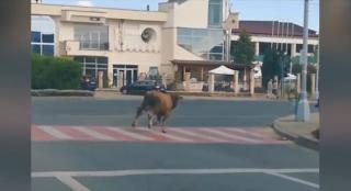 Tăuraș la plimbare prin centrul orașului Baia Mare