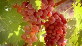 Alege țara de fapte: Orașul unde vinul este rege