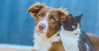 3.300 de euro, premiu pentru cel mai haios animal din lume