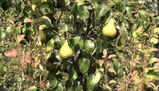 Perele, vedetele toamnei şi marea bucurie a agricultorilor