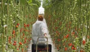 Roşiile autohtone, preferatele românilor