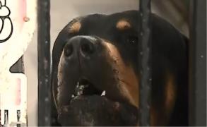 Un câine periculos, cu antecedente la activ, a atacat mai mulți oameni în comuna Valu lui Traian