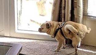 Concurs inedit pentru titlul de "Cel mai obraznic cățel"