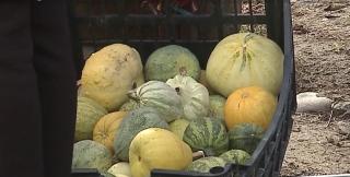 Festivalul dovleacului, lovit de secetă