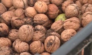 Octombrie, luna în care pică banii din nuc, pentru proprietarii de livezi