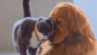 Ziua Mondială a Animalelor. Patrupezii din adăposturi îşi aşteaptă stăpânii