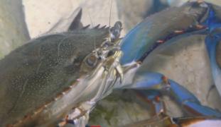 Crabul albastru înoată în Marea Neagră