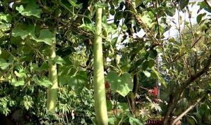 Dovleceii gigant din Maramureș uimesc agricultorii