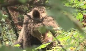 Un urs rănit a atacat mai mulți muncitori din Bușteni