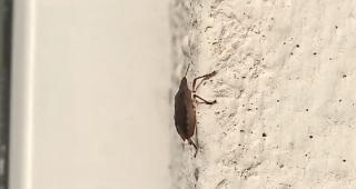 Invazie de ploșnițe în Târgu Mureş, localnicii sunt disperați