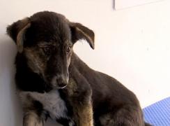 Poliția Animalelor ar urma să devină operațională din decembrie