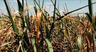 Disperarea fermierilor constănțeni loviți de secetă, atinge cote maxime