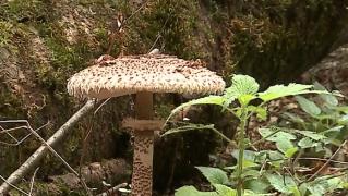 Ploile din ultima lună au umplut pădurile şi câmpurile de ciuperci