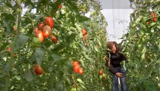 Programul „Tomata” s-a ofilit. Roșiile românești dispar de pe tarabe