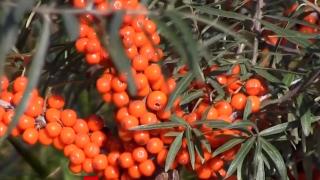 Tratamentele naturiste nu previn infectarea cu Covid-19