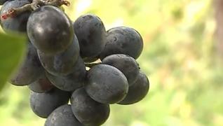 Vânzările de vin au scăzut la jumătate față de anul trecut