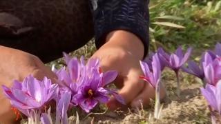Șofranul, condimentul mai scump ca aurul, cultivat în România de un spaniol