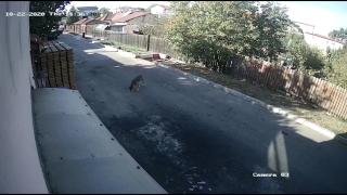 I-a căzut telefonul din buzunar și credea că l-a pierdut. Pe camerele de filmat a văzut însă un câine „fugind” cu el în gură