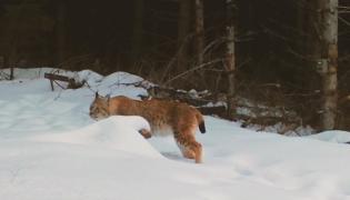 Râșii, musafirii pădurilor sălbatice din Carpaţi