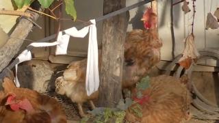 Cotețele de lângă blocuri. Oamenii cresc găini și porci la oraș, iar Primăria din Bumbești-Jiu închide ochii