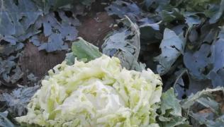 Zeci de hectare de legume și zarzavat, distruse de grindină în Iași