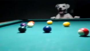 Un câine pasionat de biliard a devenit vedetă pe reţelele sociale
